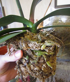 Как пересаживать орхидеи