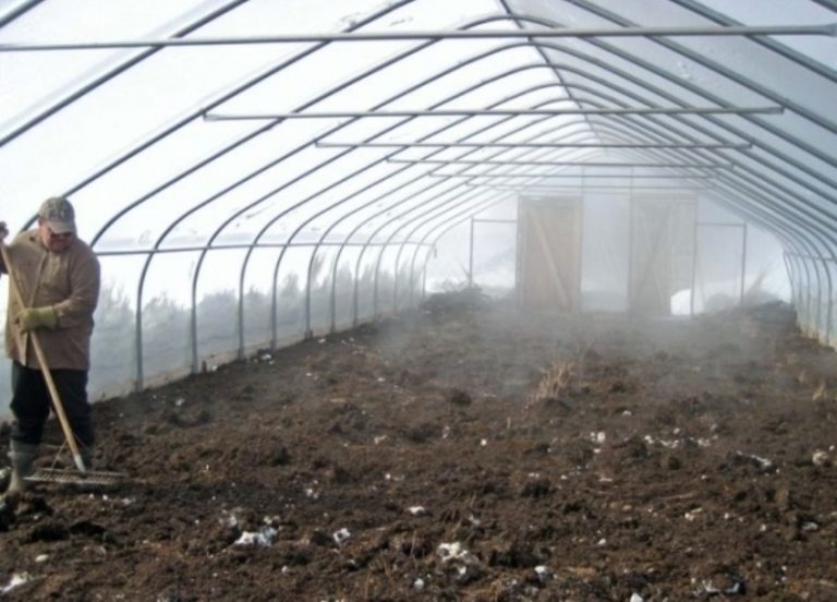 Как подготовить и чем обработать землю в теплице под томаты весной?
