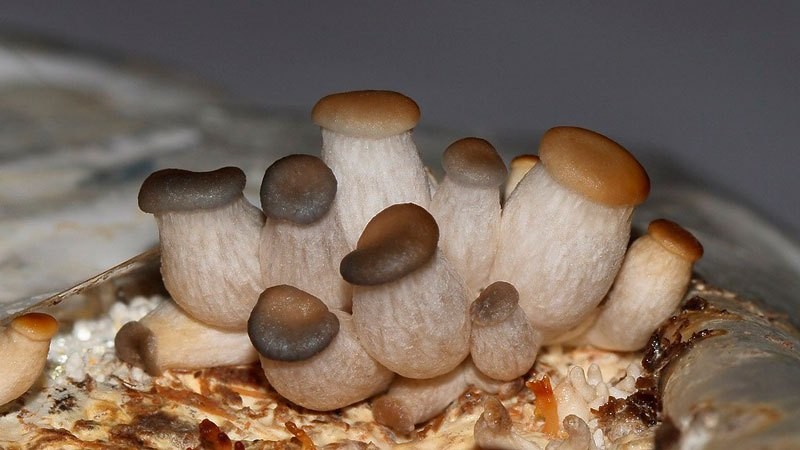 Как правильно чистить белые свежие грибы в домашних условиях: видео и фото технологии данного процесса