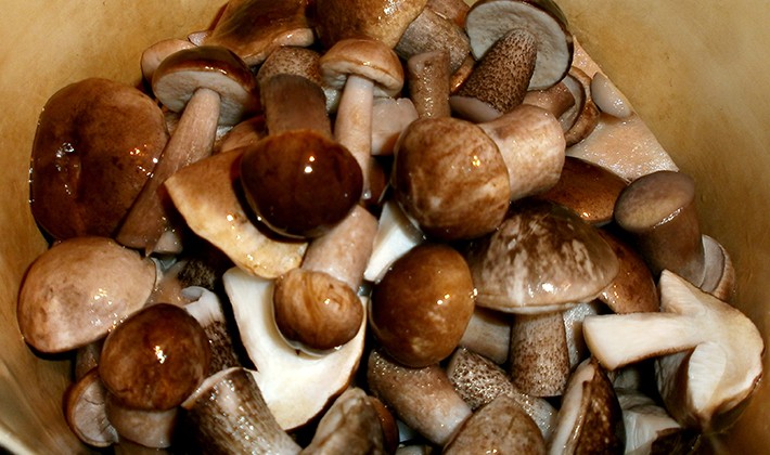 Как правильно мариновать подберезовики: фото и рецепты приготовления маринованных грибов в домашних условиях