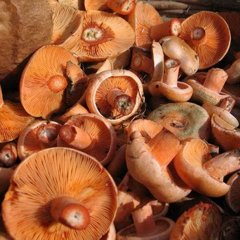 Как правильно мыть и чистить рыжики: способы предварительной очистки грибов