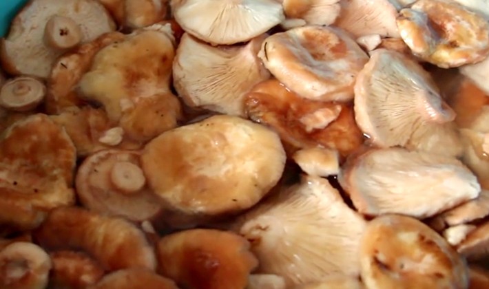 Как правильно приготовить грибы волнушки: фото, видео и рецепты вкусных блюд в домашних условиях