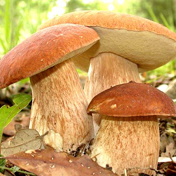 Как правильно варить белые грибы: видео и рецепты обработки сушеных, свежих и замороженных боровиков