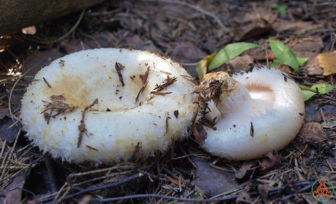 Как правильно варить сырые грибы белые, черные и сухие грузди перед жаркой и засолкой