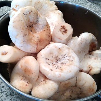 Как правильно варить сырые грибы белые, черные и сухие грузди перед жаркой и засолкой