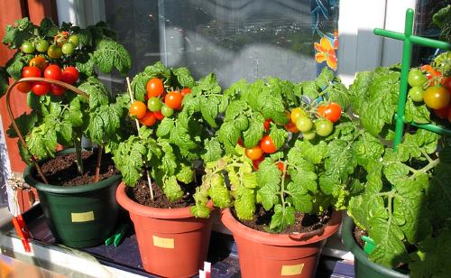 Как правильно выращивать помидоры черри в домашних условиях?