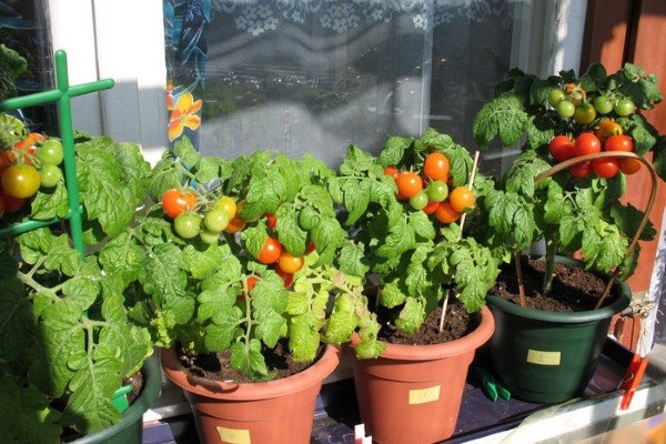 Как правильно выращивать помидоры черри в домашних условиях?
