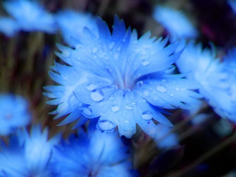 Как правильно выращивать синие гвоздики?