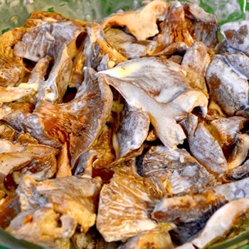 Как приготовить грибы рыжики с мясом: рецепты вкусных блюд