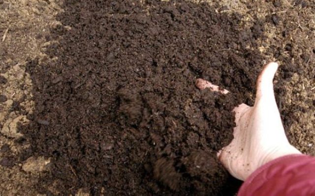 Как провести обеззараживание почвы по всем правилам