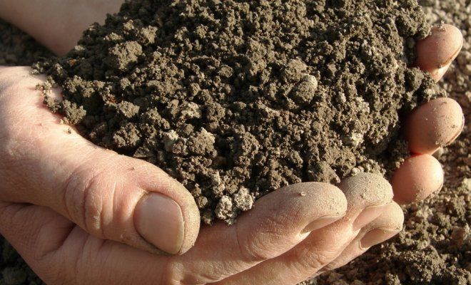 Как провести обеззараживание почвы по всем правилам