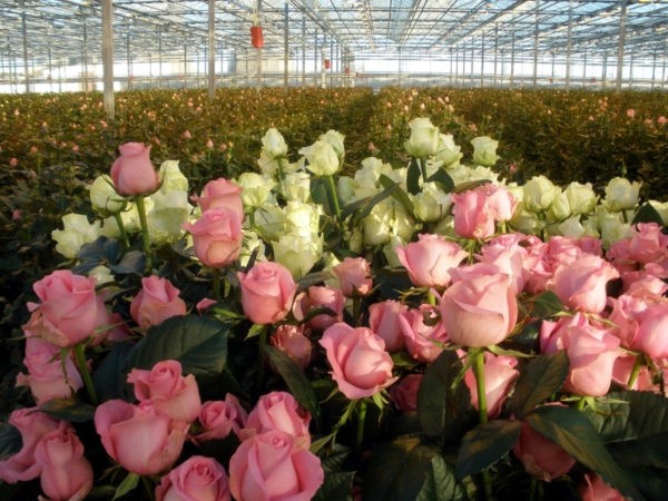 Как составить бизнес-план по выращиванию роз в теплице?