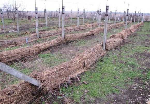 Как укрыть виноград на зиму: сроки, особенности и технология