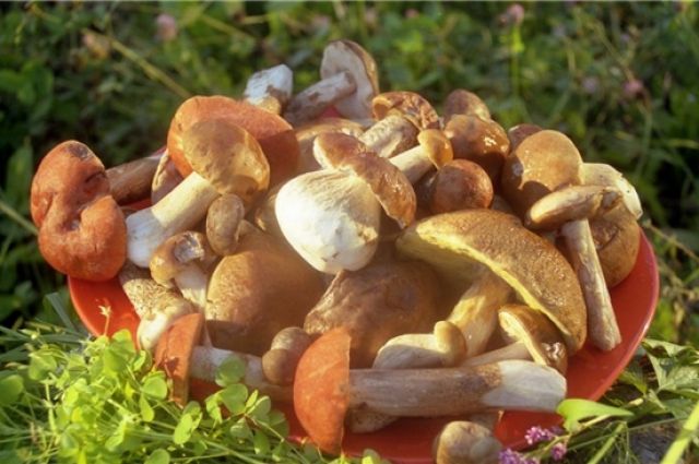 Как варить свежие грибы лисички для заморозки и перед жаркой: правильная переработка грибов