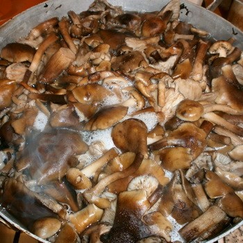 Как варить свежие грибы лисички для заморозки и перед жаркой: правильная переработка грибов