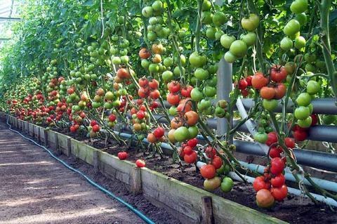 Как выбрать помидоры для теплицы