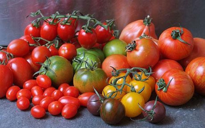 Как выбрать помидоры для теплицы