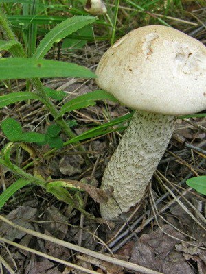 Как выглядят ложные подосиновики: фото, отличия от других грибов
