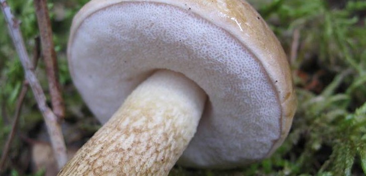 Как выглядят ложные подосиновики: фото, отличия от других грибов