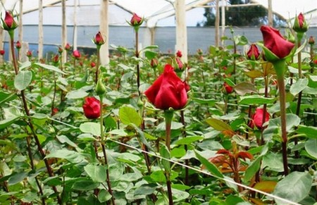 Как выращивать розы в условиях теплицы