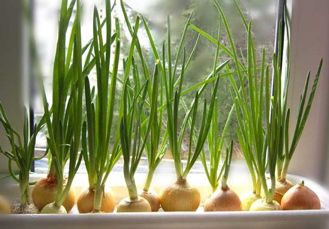 Как вырастить лук на зелень