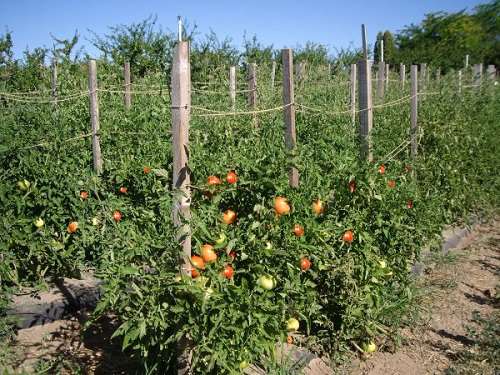 Как вырастить помидоры: посадка и уход в открытом грунте