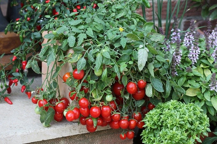 Как вырастить томаты в мае
