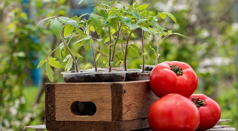 Как вырастить здоровую рассаду помидоров