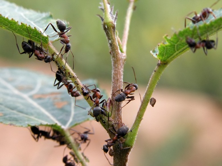 Как вывести муравьев из теплицы с огурцами быстро, эффективно и безопасно?