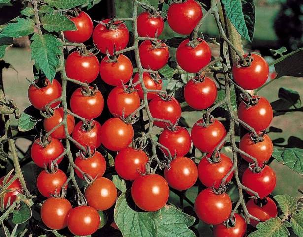 Какие сорта кистевых томатов подойдут для теплиц?