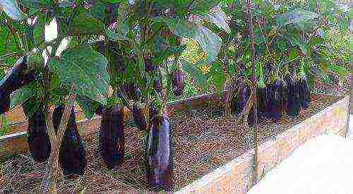 Можно ли выращивать баклажаны на урале в теплице?