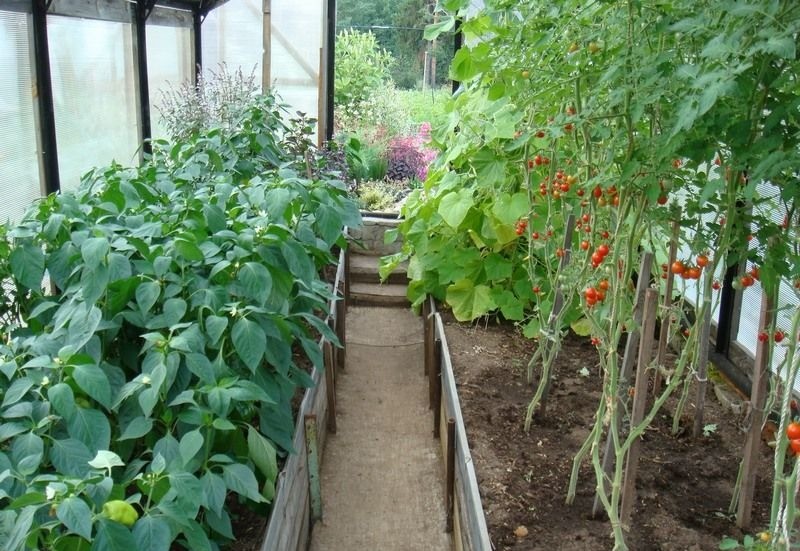 Можно ли выращивать огурцы и перец в одной теплице?