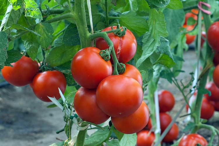 Насколько сложна агротехника выращивания томатов?