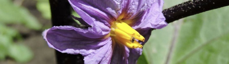 Определение и устранение причин опадания цветов у тепличных баклажанов