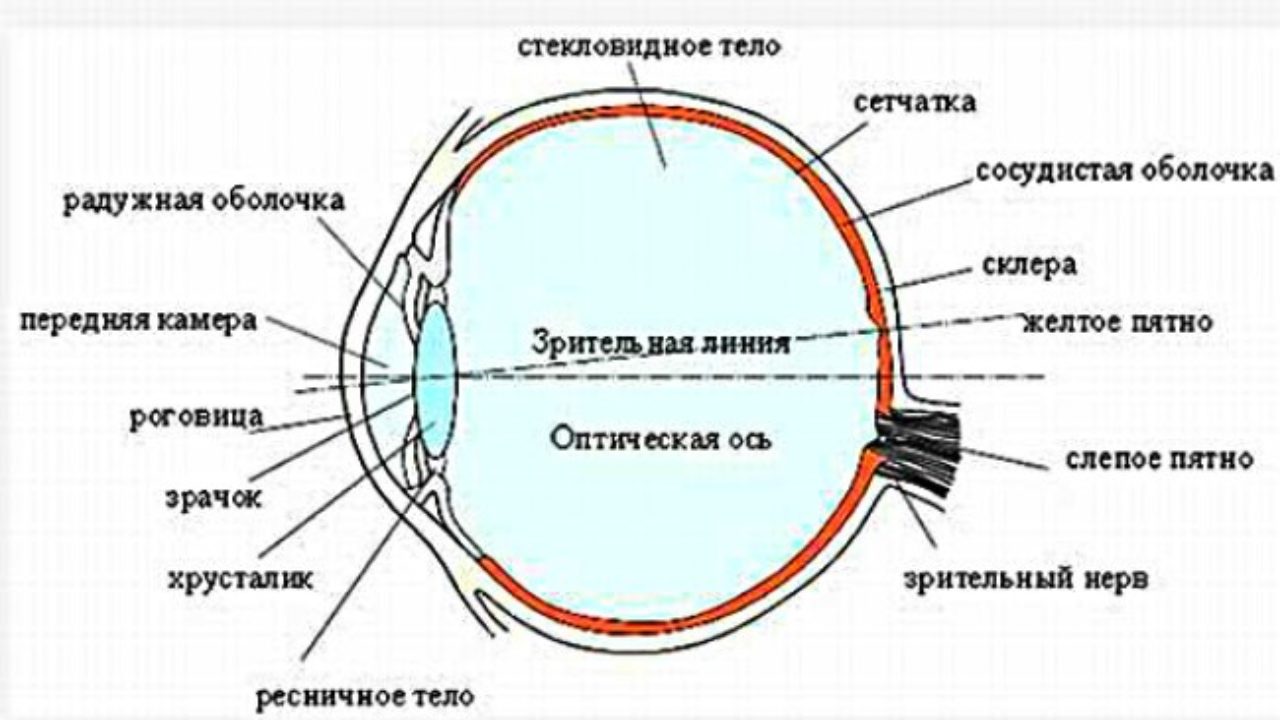 Прохождение луча света в глазном. Строение зрительного анализатора глазное яблоко. Схема строения глазного анализатора. Зрительный анализатор строение глаза оптическая система глаза. Строение оптического аппарата глаза.