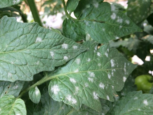 Основные причины появления белых пятен на листьях помидоров