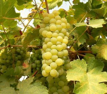 Особенности выращивания винограда в сибири в тепличных условиях