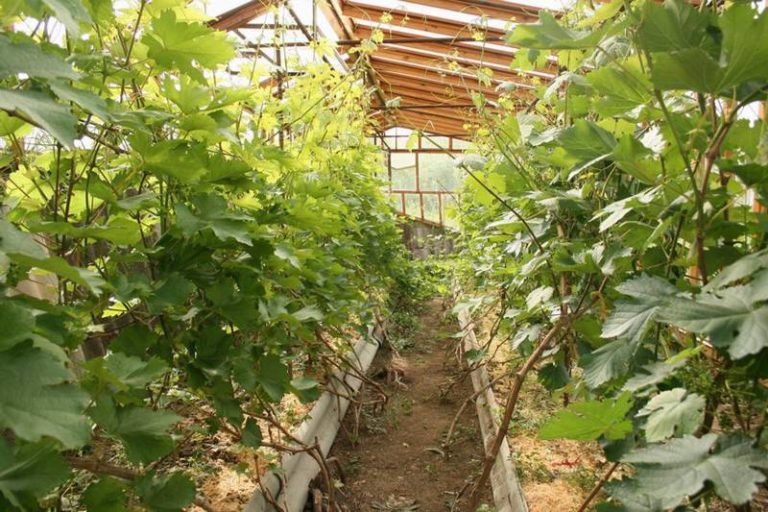 Особенности выращивания винограда в сибири в тепличных условиях