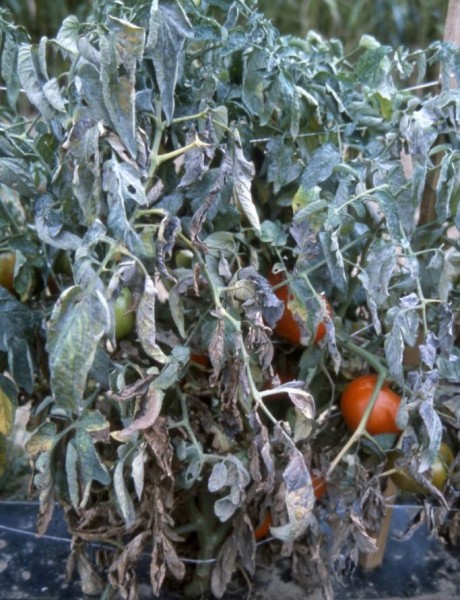 От чего образуется мучнистая роса на помидорах в теплице и как с ней бороться
