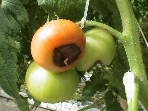 Почему чернеют помидоры в теплице