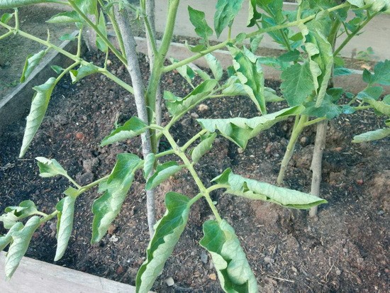 Почему скручиваются листья у растущих в теплице помидоров