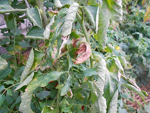 Почему сохнут и закручиваются листья у помидоров в теплице
