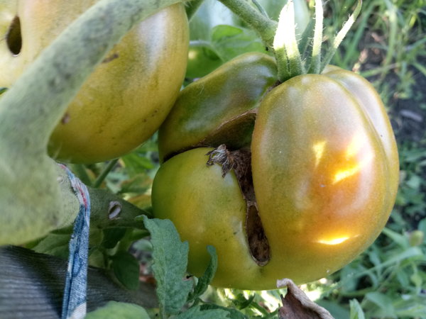 Почему выросли уродливые помидоры в теплице?