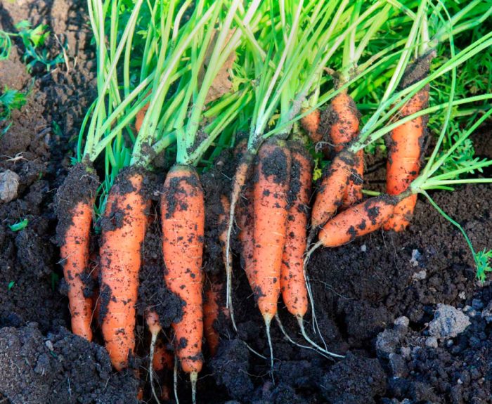 Посадка моркови в открытый грунт весной: правила и советы новичку