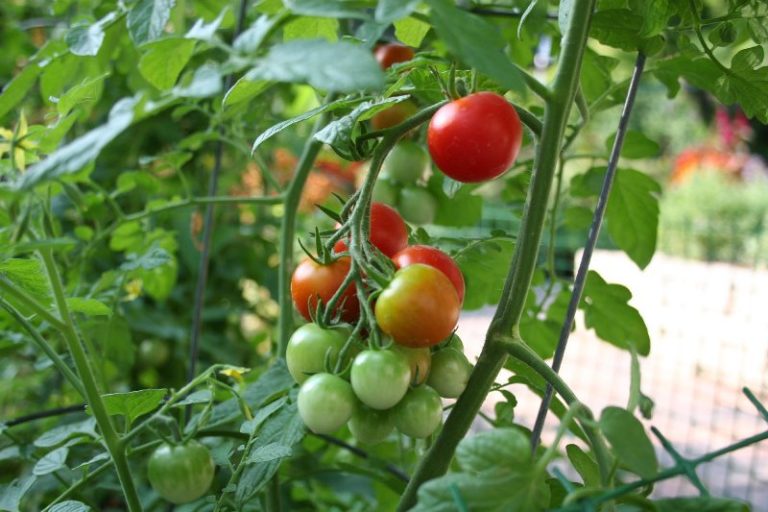 В помощь огороднику: что можно сажать после томатов?