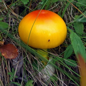 Виды несъедобных для человека лесных грибов: фото, названия и описание