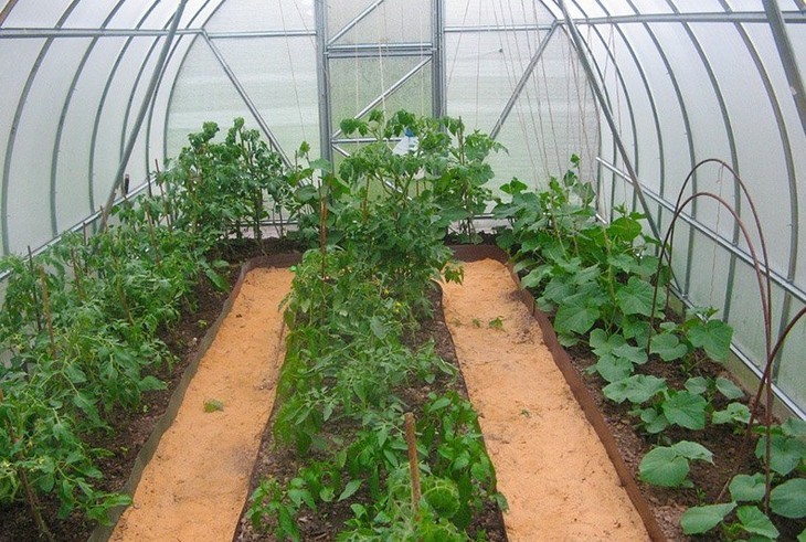 Выращивание огурцов и баклажанов в одной теплице