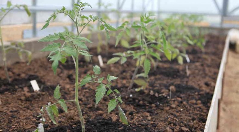 Выращивание рассады помидоров и посадка в теплицу и в открытый грунт