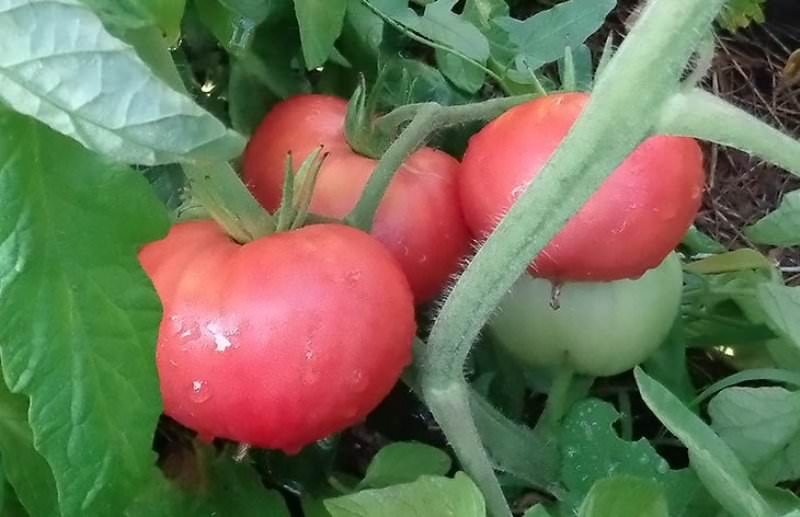 Выращивание томата лучезарный гигант