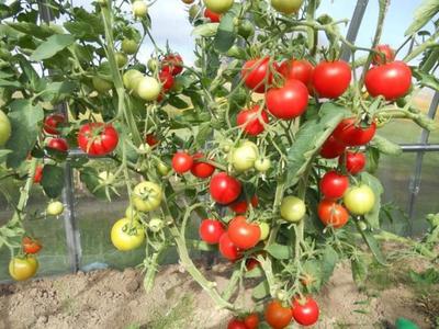 Выращивание томата сорта благовест